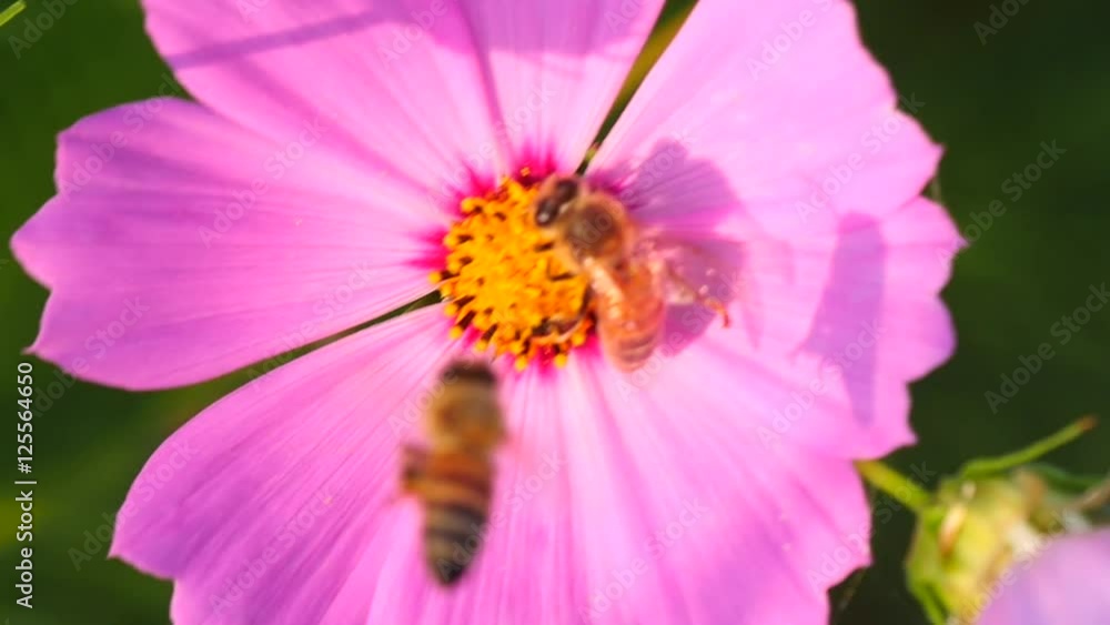 Slow motion of Honeybee collecting pollen
Slow motion of Honeybee collecting pollen