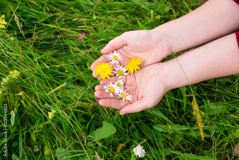female hands with camomile, herbs on green grass background female hands with camomile, herbs on green grass background