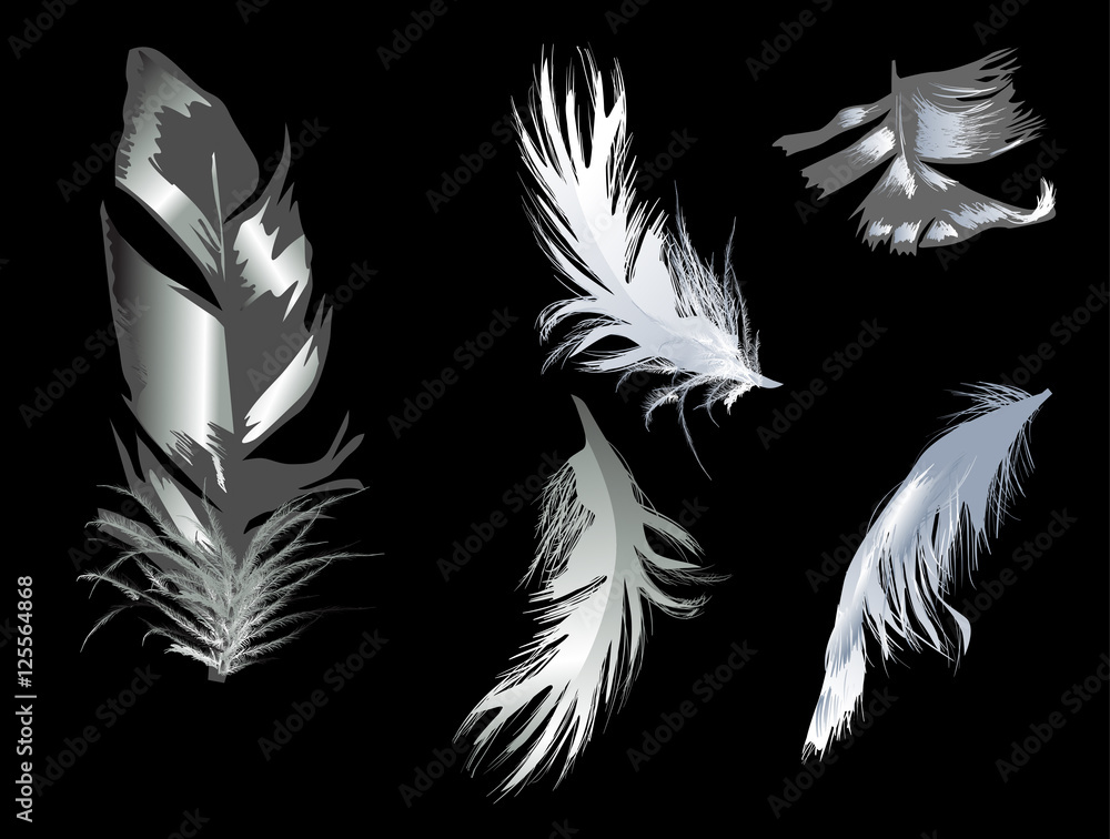 five grey feathers on black background five grey feathers on black background