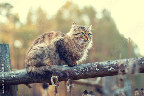 Siberian cat sitting on a wooden fence photo