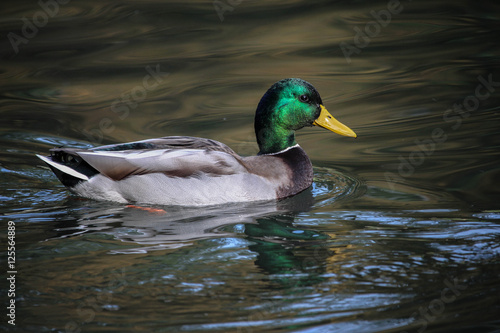 Duck 5