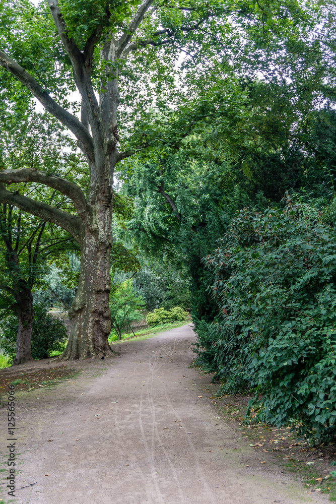 Path in park Path in park