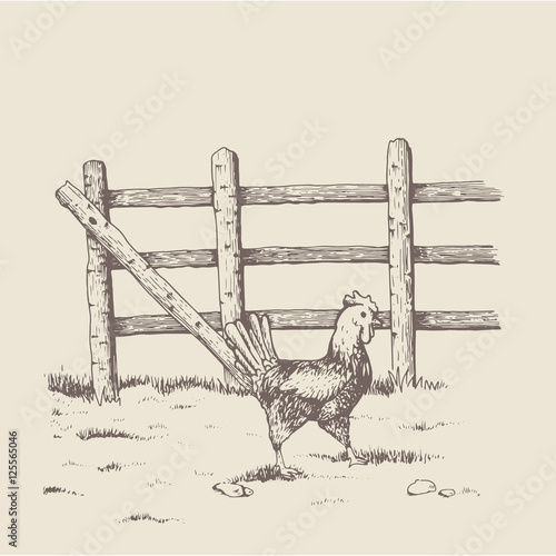 brood-hen at the farm
