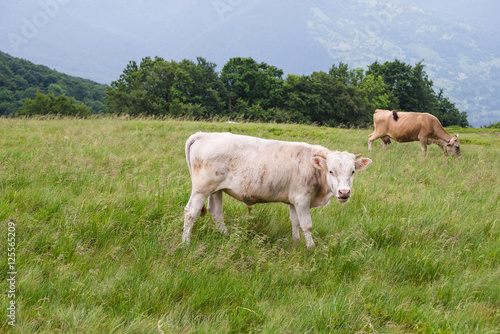 Fototapeta Naklejka Na Ścianę i Meble -  cows on the meadow