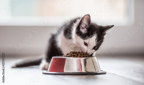 Fototapeta Naklejka Na Ścianę i Meble -  Cat. Cute little kitten with a bowl of granules at home or in the garden.