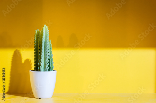 Green cactus in small brown plant pot