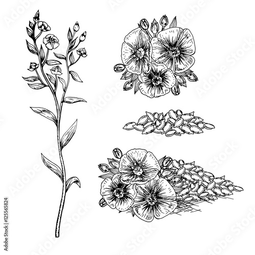 Hand drawn flax flowers and seeds.