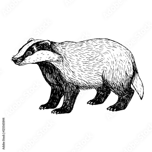 Konstfotografi Hand drawn badger. Vintage style.