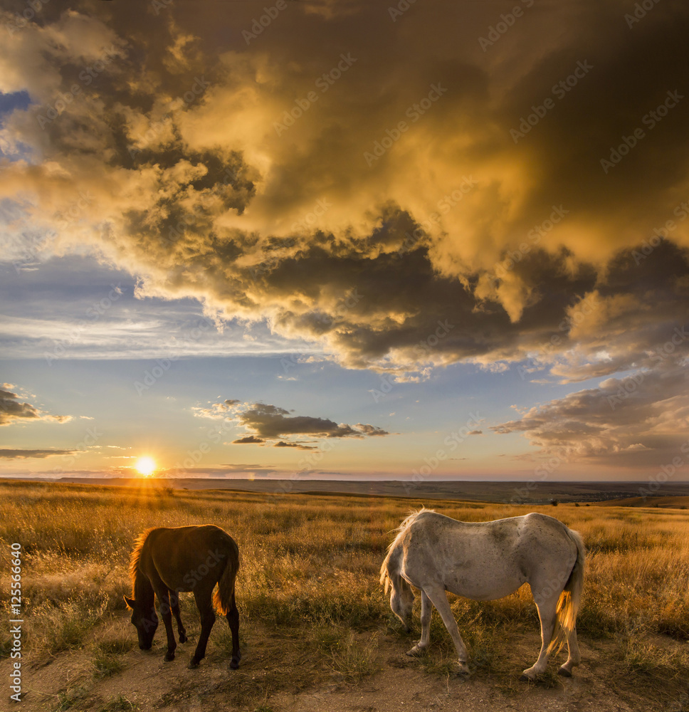 two horses on meadow at colorful sunset