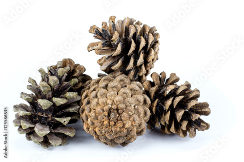  brown pine cone isolated on white background