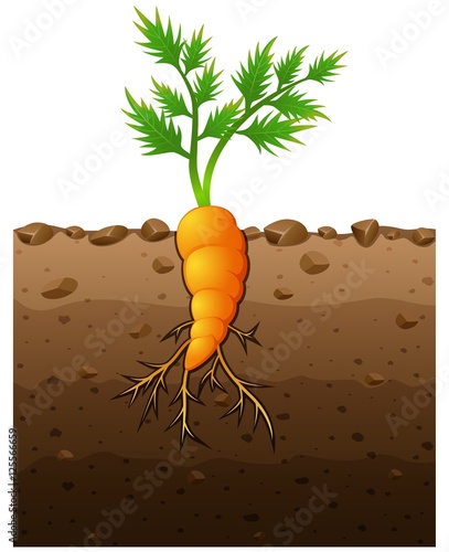 Carrot plant with roots underground illustration