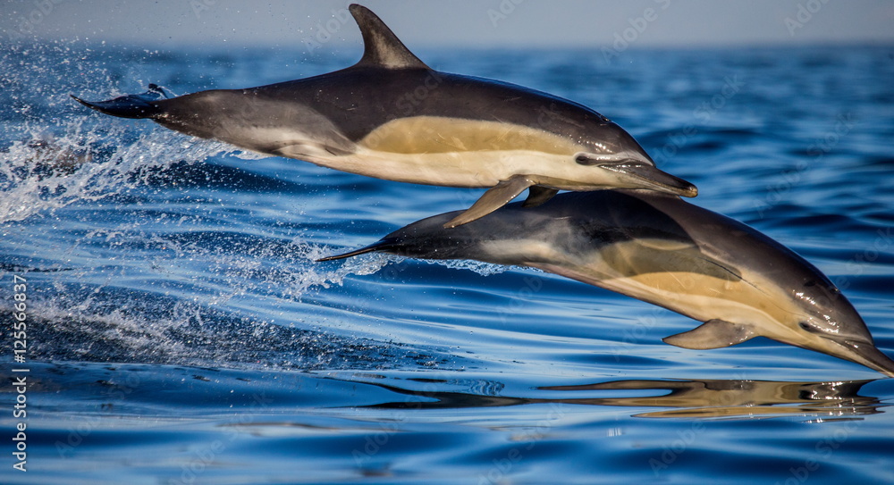 Dolphins jump out at high speed out of the water. South Africa. False Bay.