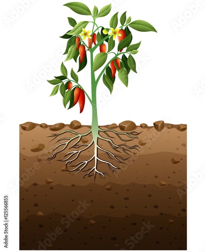 Cayenne plant with root underground illustration