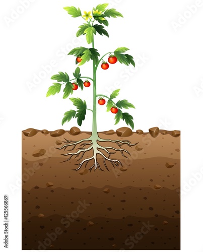 Tomatoes plant with root underground illustration