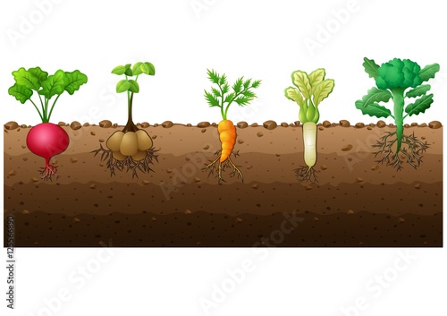 Different kind of vegetables illustration