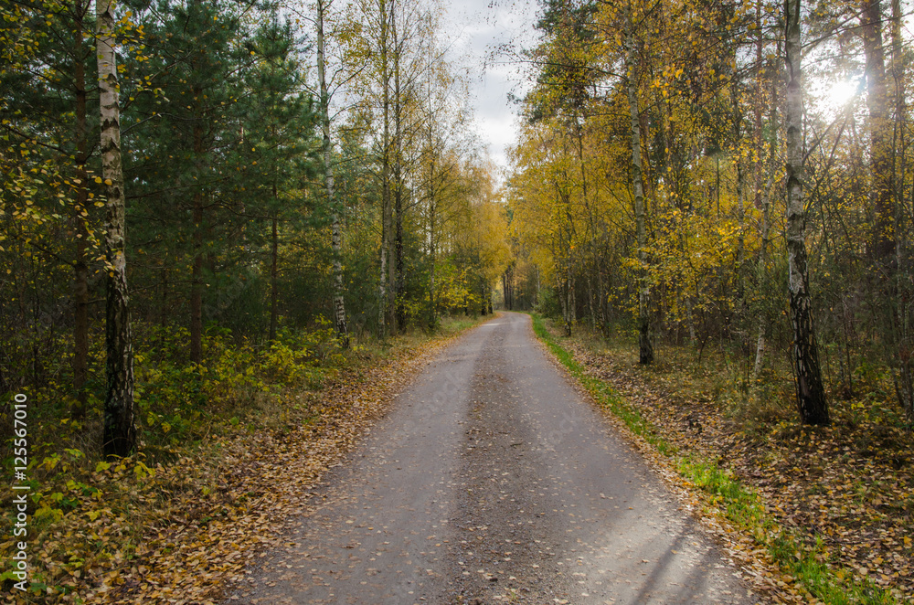 Colorful gravel road by fall