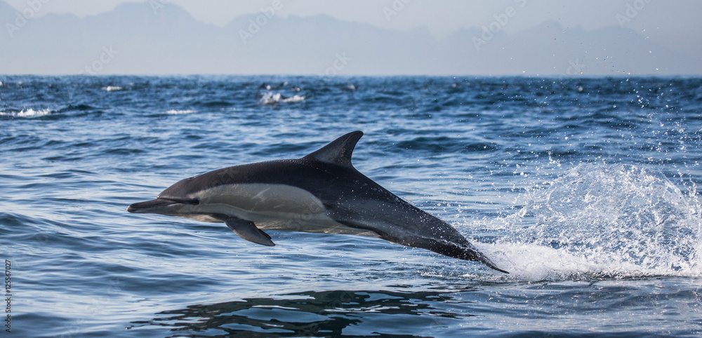 Obraz premium Dolphins jump out at high speed out of the water. South Africa. False Bay.