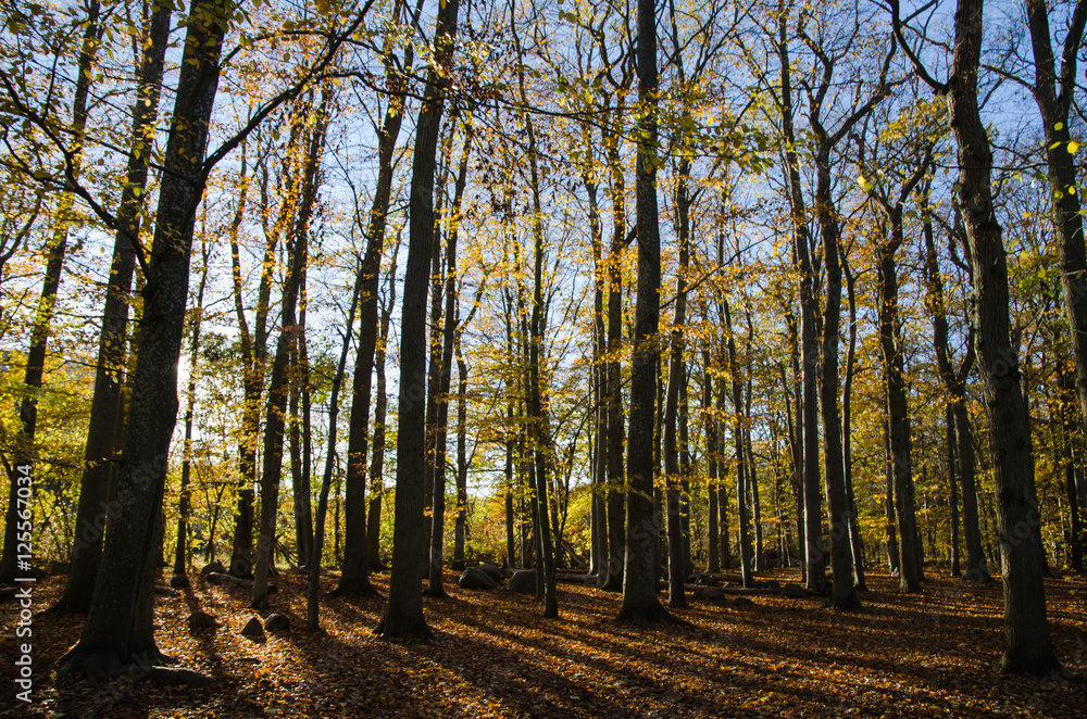 Fototapeta premium Wspaniały las bukowy
