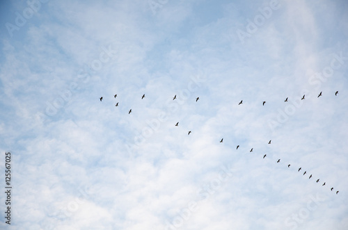 Migrating geese in V-formation