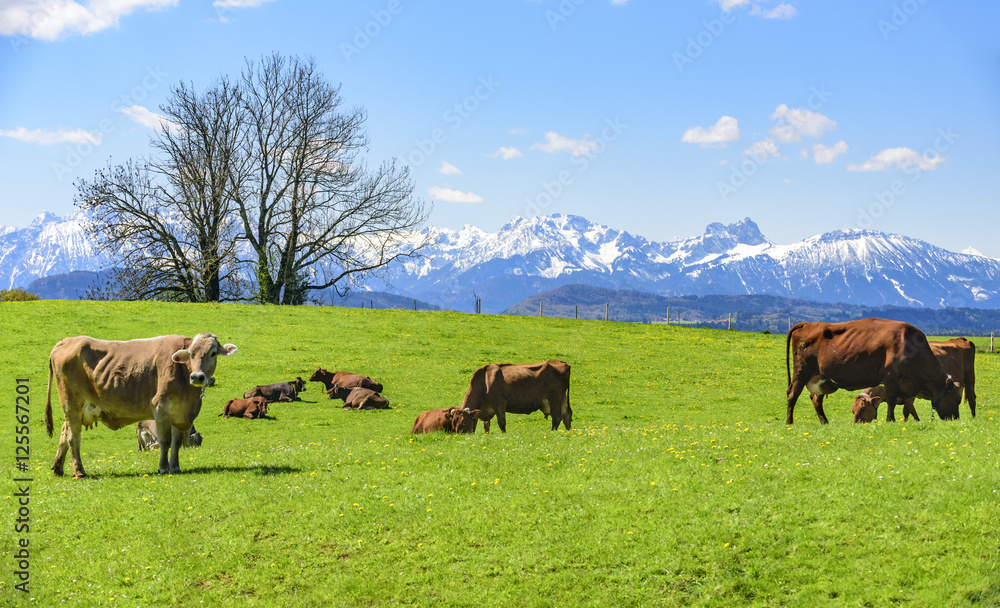 Milchkühe genießen den Frühling auf der Weide im Alpenvorland