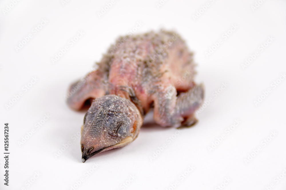 squab new born