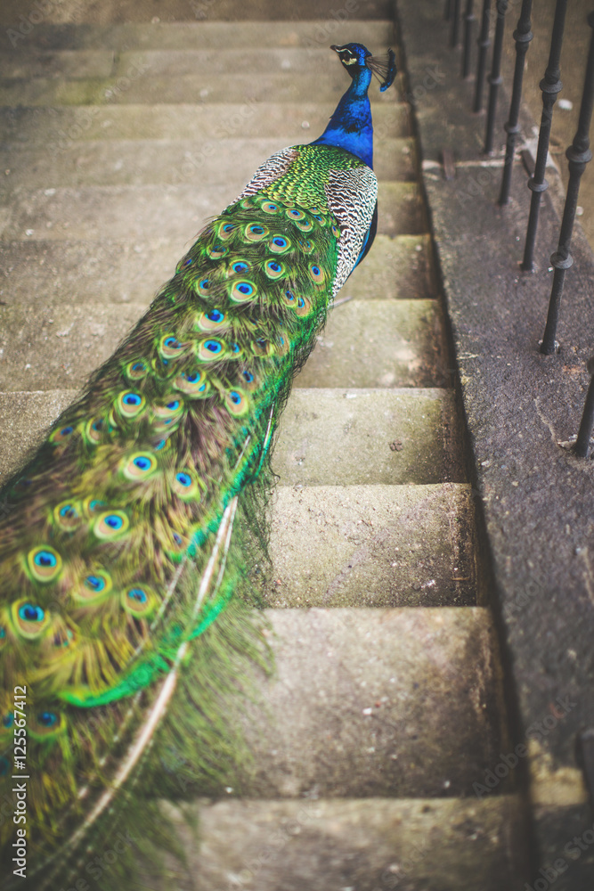 Fototapeta premium Peacock in the park around a beautiful building, a beautiful male peacock with tail