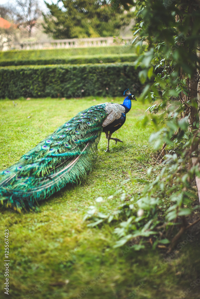 Obraz premium Peacock in the park around a beautiful building, a beautiful male peacock with tail
