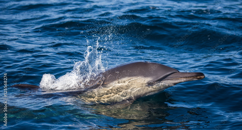 Obraz premium Dolphins jump out at high speed out of the water. South Africa. False Bay.