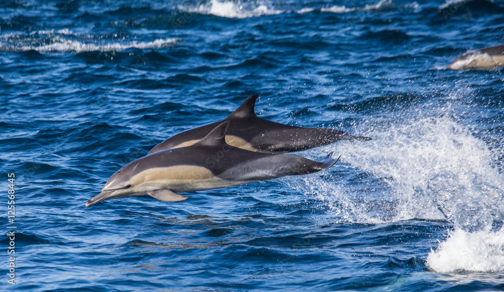 Fototapeta premium Dolphins jump out at high speed out of the water. South Africa. False Bay.