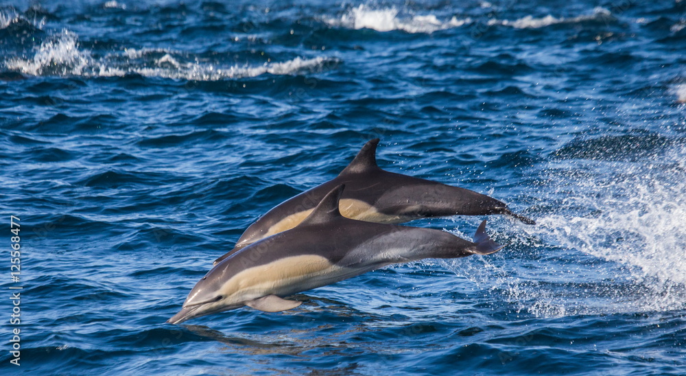 Naklejka premium Dolphins jump out at high speed out of the water. South Africa. False Bay.