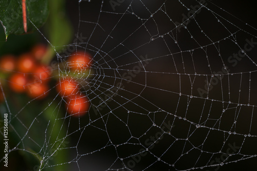 Dew on a spider web.
