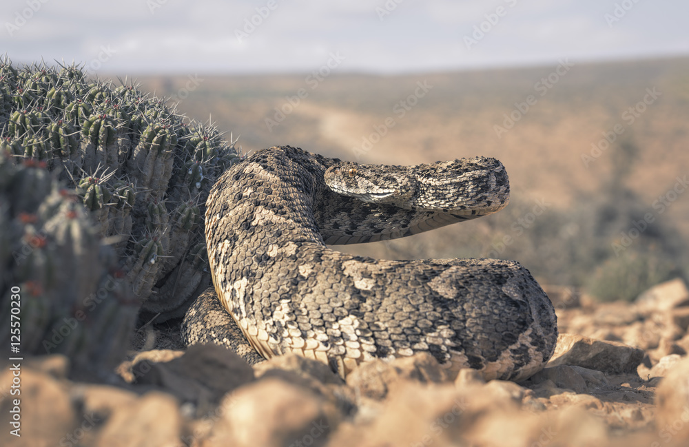large puff adder (Bitis arietans) beside cactus in Morocco large puff adder (Bitis arietans) beside cactus in Morocco
