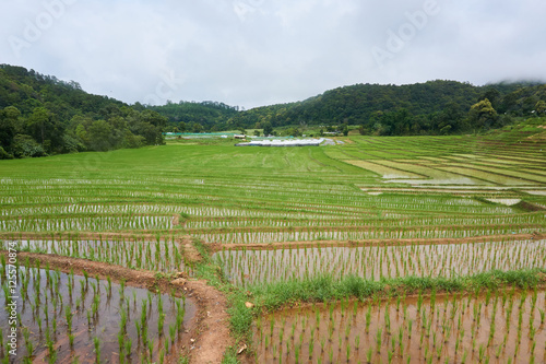 rice crops in mountain village, Northern of Thailand