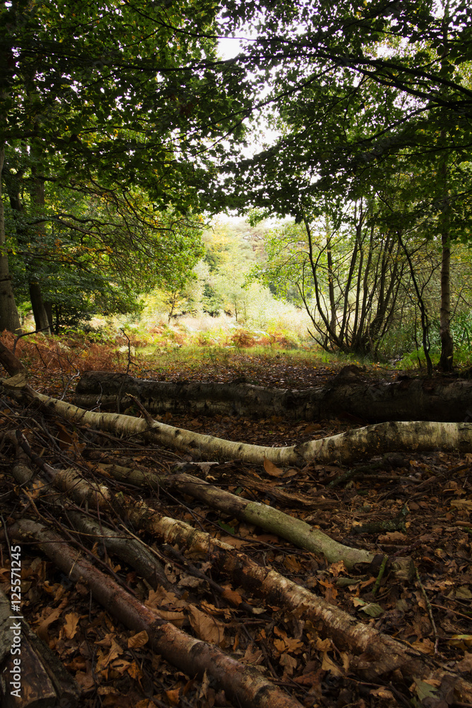 Woodland scene at the start of autumn Woodland scene at the start of autumn
