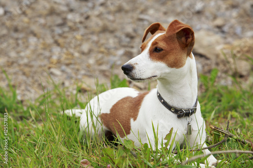 the Jack Russell Terrier dog