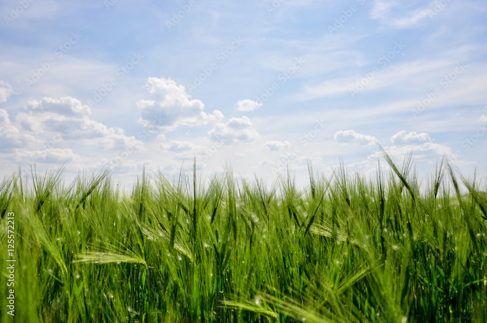 Wheat field