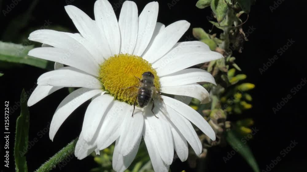 Bee on white Marguerite in the nature