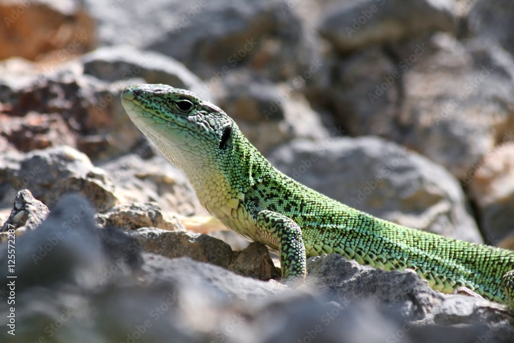Fototapeta premium European Green Lizard (Lacerta Viridis) near Krka, Croatia