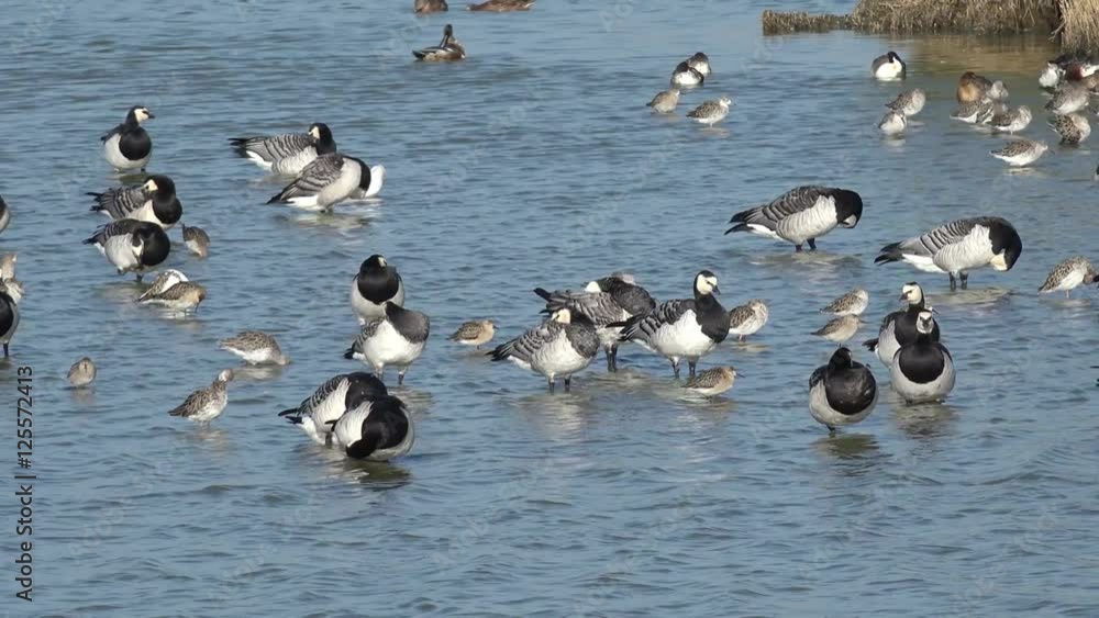 Barnacle goose and wading bird in the lake Barnacle goose and wading bird in the lake