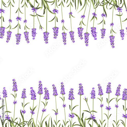 The Lavender Seamless frame line. Beauty lavender skin care design. Lavender Oil paern over white background. Vecor illustraion.