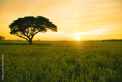 Nature morning sunrise with trees, rice fields in Thailand.