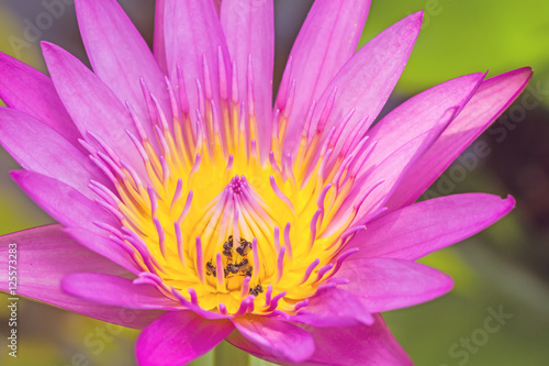 Close -up pink waterlily with bee on pond