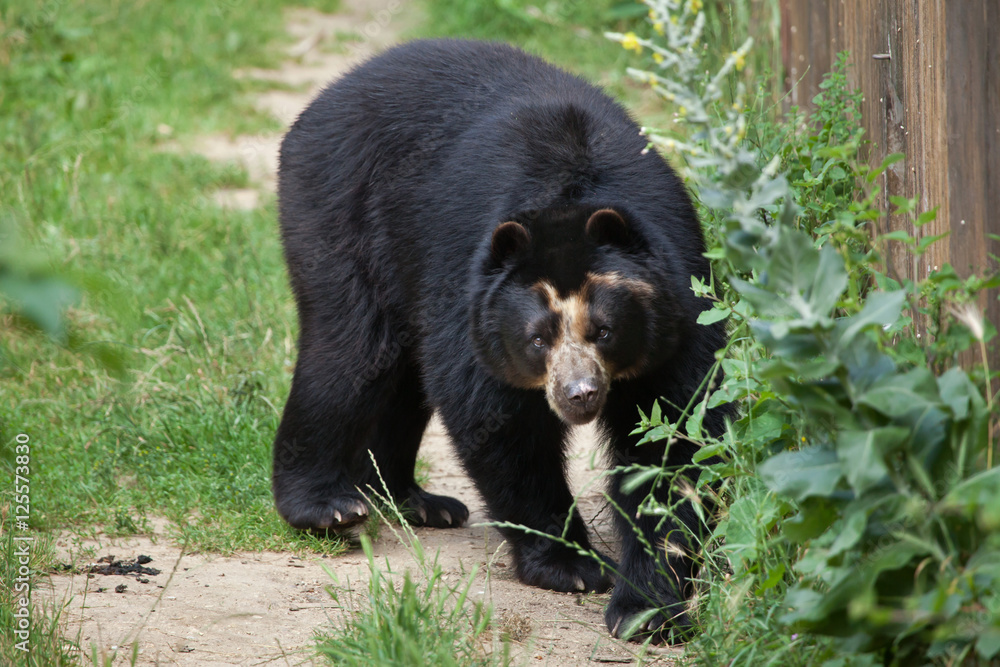 Fototapeta premium Spectacled bear (Tremarctos ornatus)