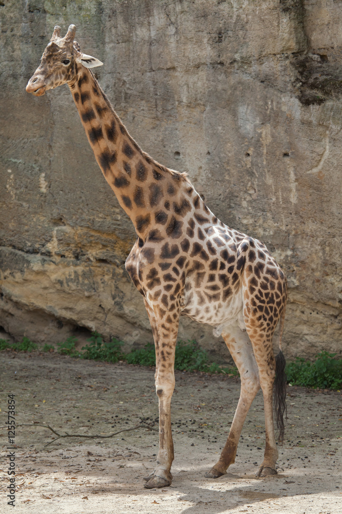 Kordofan giraffe (Giraffa camelopardalis antiquorum) Kordofan giraffe (Giraffa camelopardalis antiquorum)