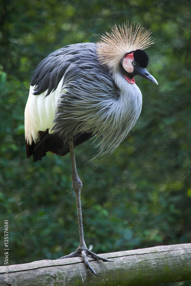 Fototapeta premium East African crowned crane (Balearica regulorum gibbericeps)