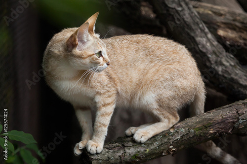 Photography Arabian wildcat (Felis silvestris gordoni)