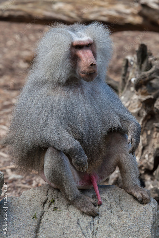 Hamadryas baboon (Papio hamadryas). Hamadryas baboon (Papio hamadryas).