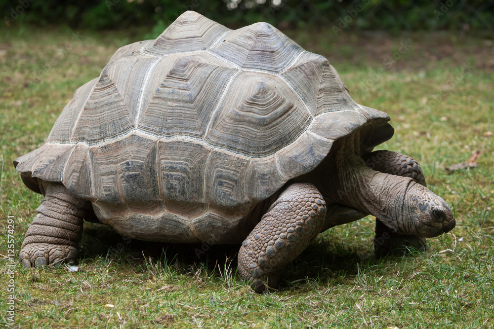 Fototapeta premium Aldabra giant tortoise (Aldabrachelys gigantea).