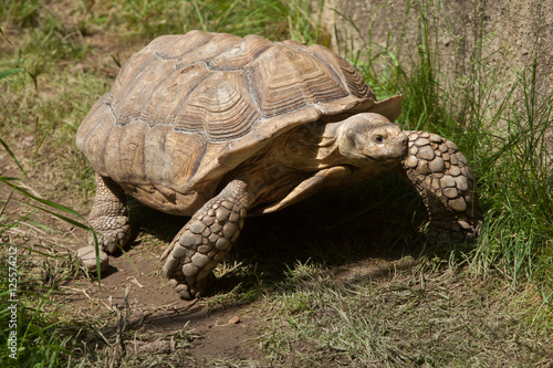 African spurred tortoise (Centrochelys sulcata)