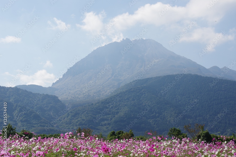 雲仙普賢岳・平成新山と秋桜の花